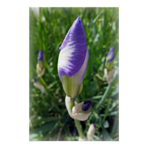 lila Iris-Knoten Poster