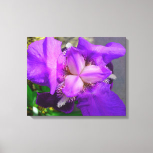 Lila Iris-Leinwand Leinwanddruck