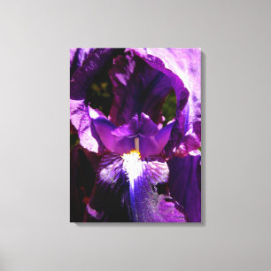 Lila Iris Leinwanddruck