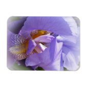 lila Iris Magnet (Horizontal)