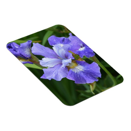 Lila Iris Magnet (Rechte Seite)
