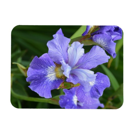Lila Iris Magnet (Horizontal)