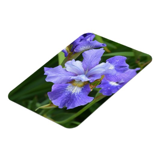 Lila Iris Magnet (Linke Seite)