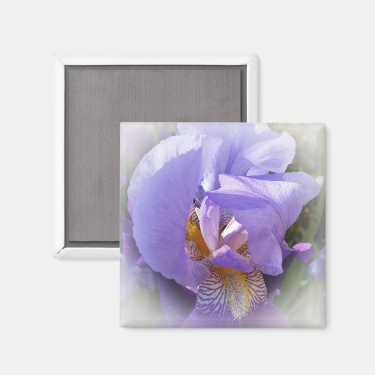 lila Iris Magnet (Vorderseite/Rückseite)