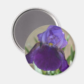 Lila Iris Magnet (Vorderseite/Rückseite)