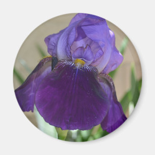 Lila Iris Magnet