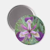 Lila Iris Magnet (Vorderseite/Rückseite)
