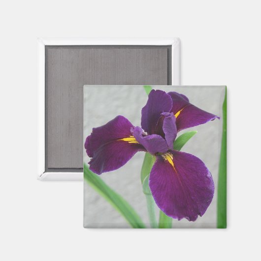 Lila Iris Magnet (Vorderseite/Rückseite)