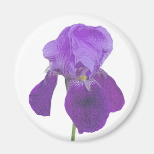 Lila Iris Magnet