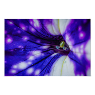 Lila Iris Makro – Lebendige Nahaufnahme-Blumenkuns Poster