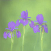 Lila Iris-Malerei - Original Blume Kunst Aufkleber (Vorderseite)