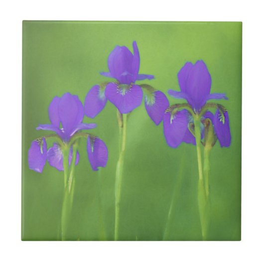 Lila Iris-Malerei - Original Blume Kunst Fliese (Vorderseite)