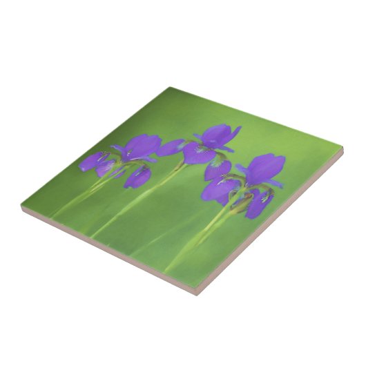 Lila Iris-Malerei - Original Blume Kunst Fliese (Seite)