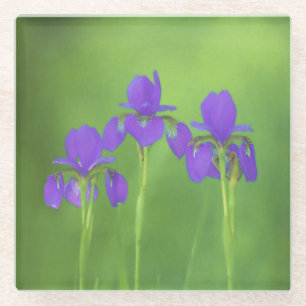 Lila Iris-Malerei - Original Blume Kunst Glasuntersetzer