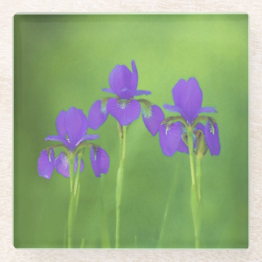 Lila Iris-Malerei - Original Blume Kunst Glasuntersetzer (Vorderseite)