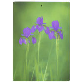 Lila Iris-Malerei - Original Blume Kunst Klemmbrett (Rückseite)