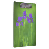 Lila Iris-Malerei - Original Blume Kunst Klemmbrett (Rechts)