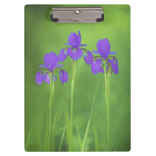 Lila Iris-Malerei - Original Blume Kunst Klemmbrett (Vorderseite)