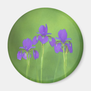 Lila Iris-Malerei - Original Blume Kunst Magnet