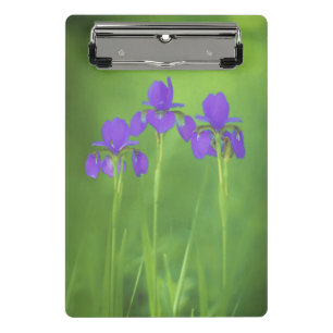 Lila Iris-Malerei - Original Blume Kunst Mini Klemmbrett