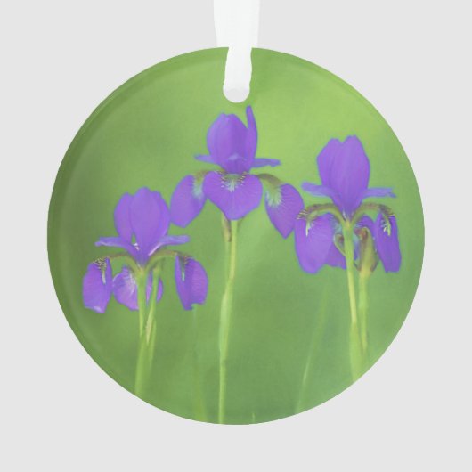 Lila Iris-Malerei - Original Blume Kunst Ornament (Rückseite)