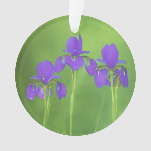 Lila Iris-Malerei - Original Blume Kunst Ornament (Vorderseite)