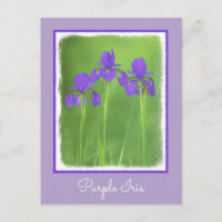 Lila Iris-Malerei - Original Blume Kunst