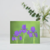 Lila Iris-Malerei - Original Blume Kunst Postkarte (Stehend Vorderseite)