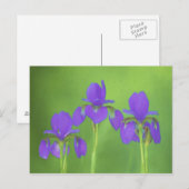 Lila Iris-Malerei - Original Blume Kunst Postkarte (Vorne/Hinten)