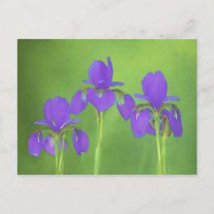 Lila Iris-Malerei - Original Blume Kunst Postkarte
