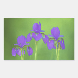 Lila Iris-Malerei - Original Blume Kunst Rechteckiger Aufkleber