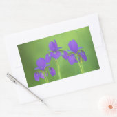 Lila Iris-Malerei - Original Blume Kunst Rechteckiger Aufkleber (Umschlag)