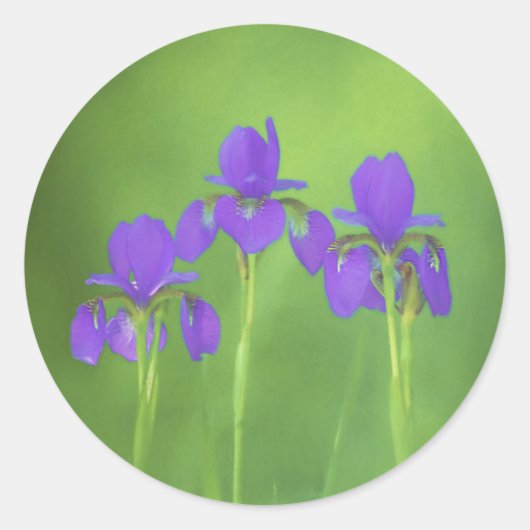 Lila Iris-Malerei - Original Blume Kunst Runder Aufkleber (Vorderseite)
