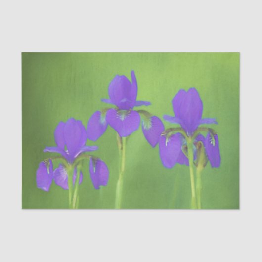 Lila Iris-Malerei - Original Blume Kunst Seidenpapier (Vorderseite)