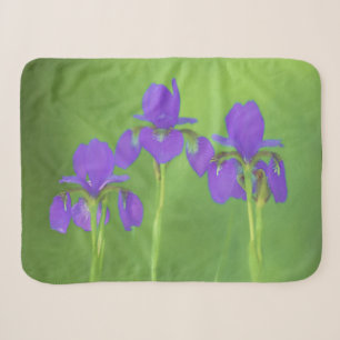 Lila Iris-Malerei - Original Blume Kunst Sherpadecke