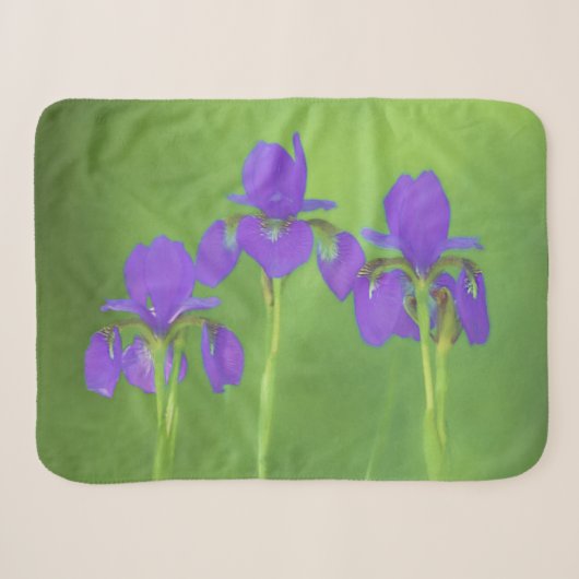 Lila Iris-Malerei - Original Blume Kunst Sherpadecke (Vorderseite (Horizontal))