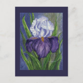 Lila Iris Mini Collectible Prints Postkarte (Vorderseite)