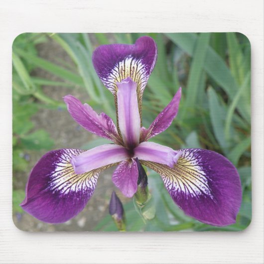 Lila Iris Mousepad (Vorne)