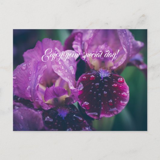 Lila Iris nach Regen Postkarte (Vorderseite)