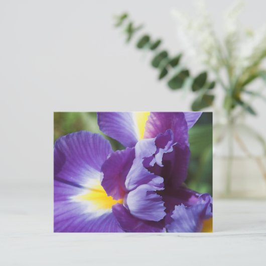 lila Iris nah Postkarte (Stehend Vorderseite)