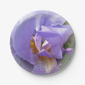 lila Iris Pappteller (Vorderseite)