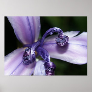 Lila Iris-Plakat Poster