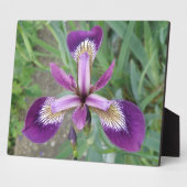 Lila Iris Plaque Fotoplatte (Seite)