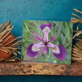 Lila Iris Plaque Fotoplatte (Seite)