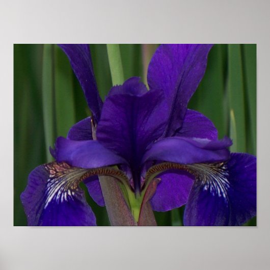 Lila Iris Poster (Vorne)