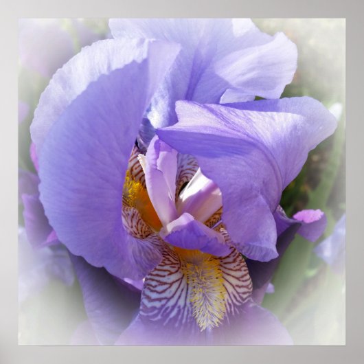 lila Iris Poster (Vorne)