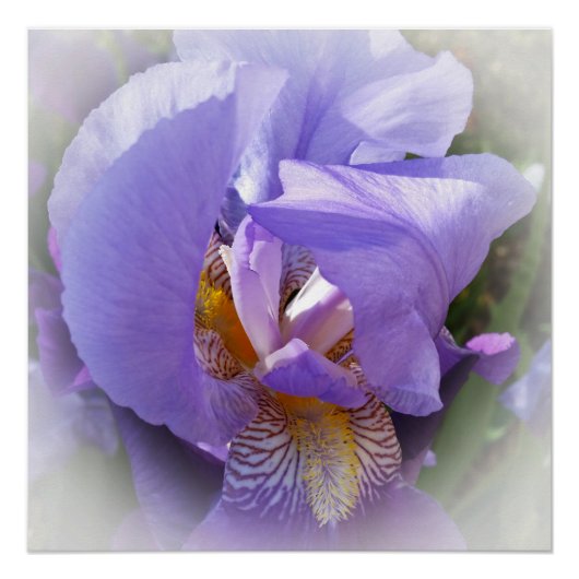 lila Iris Poster (Vorderseite)