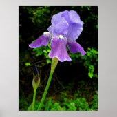 Lila Iris Poster (Vorne)