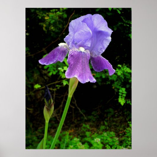 Lila Iris Poster (Vorne)