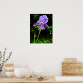 Lila Iris Poster (Küche)